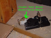 Allstate Animal Control photo dead mouse in a trap